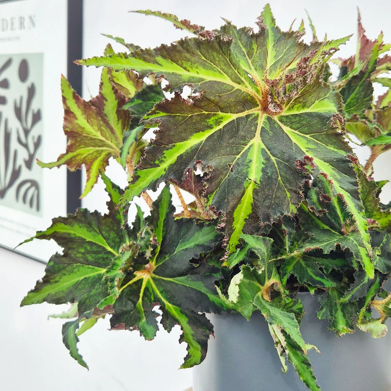 Begonia
